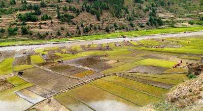 जुम्ली मार्सी धान रोपाई