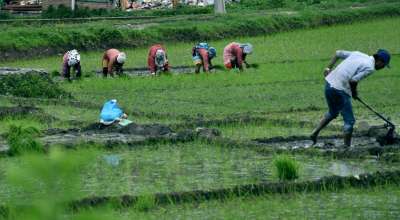धान रोपाइँ