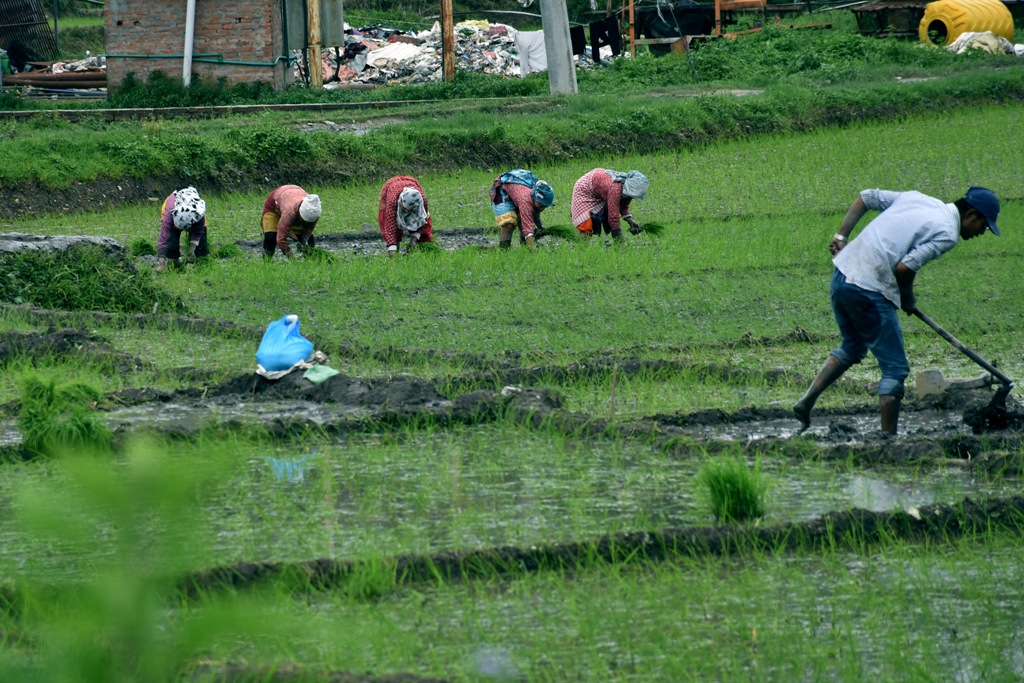 धान रोपाइँ