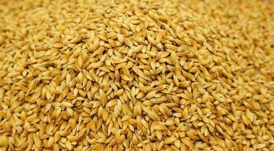 धानको बीउ