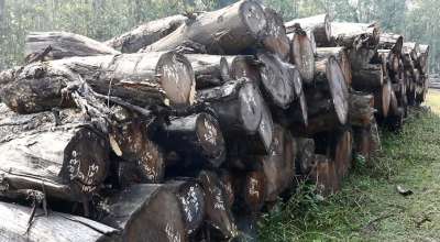 काठ कुहिँदै