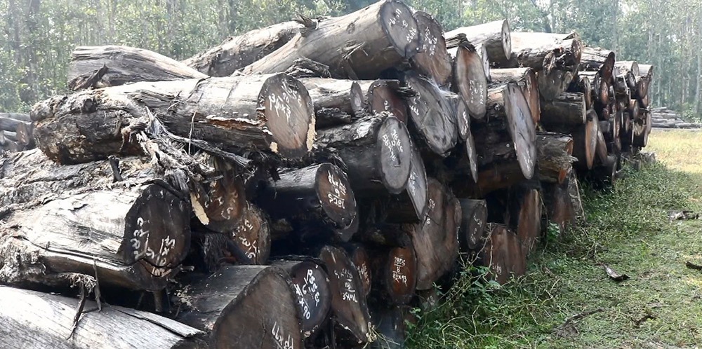 काठ कुहिँदै