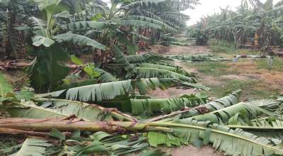 केराखेतीमा क्षति