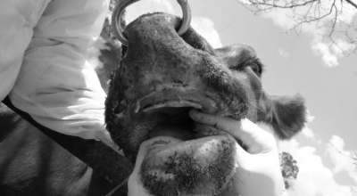 खोरेत रोग