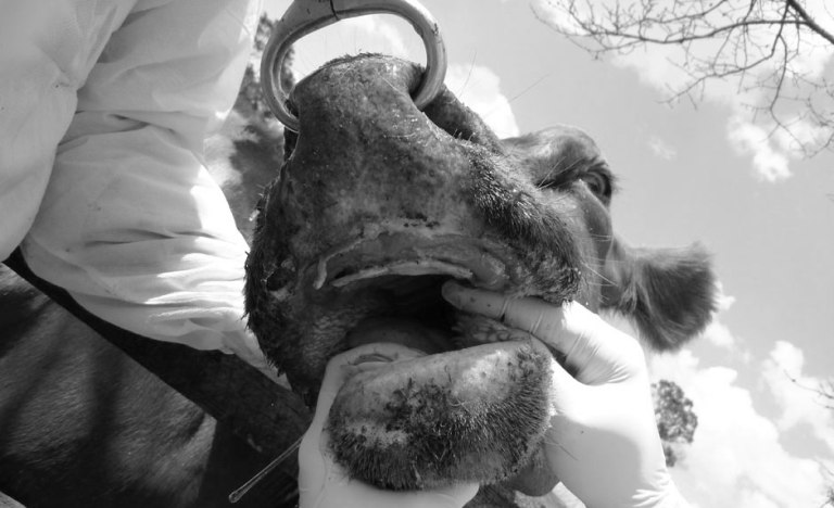 खोरेत रोग