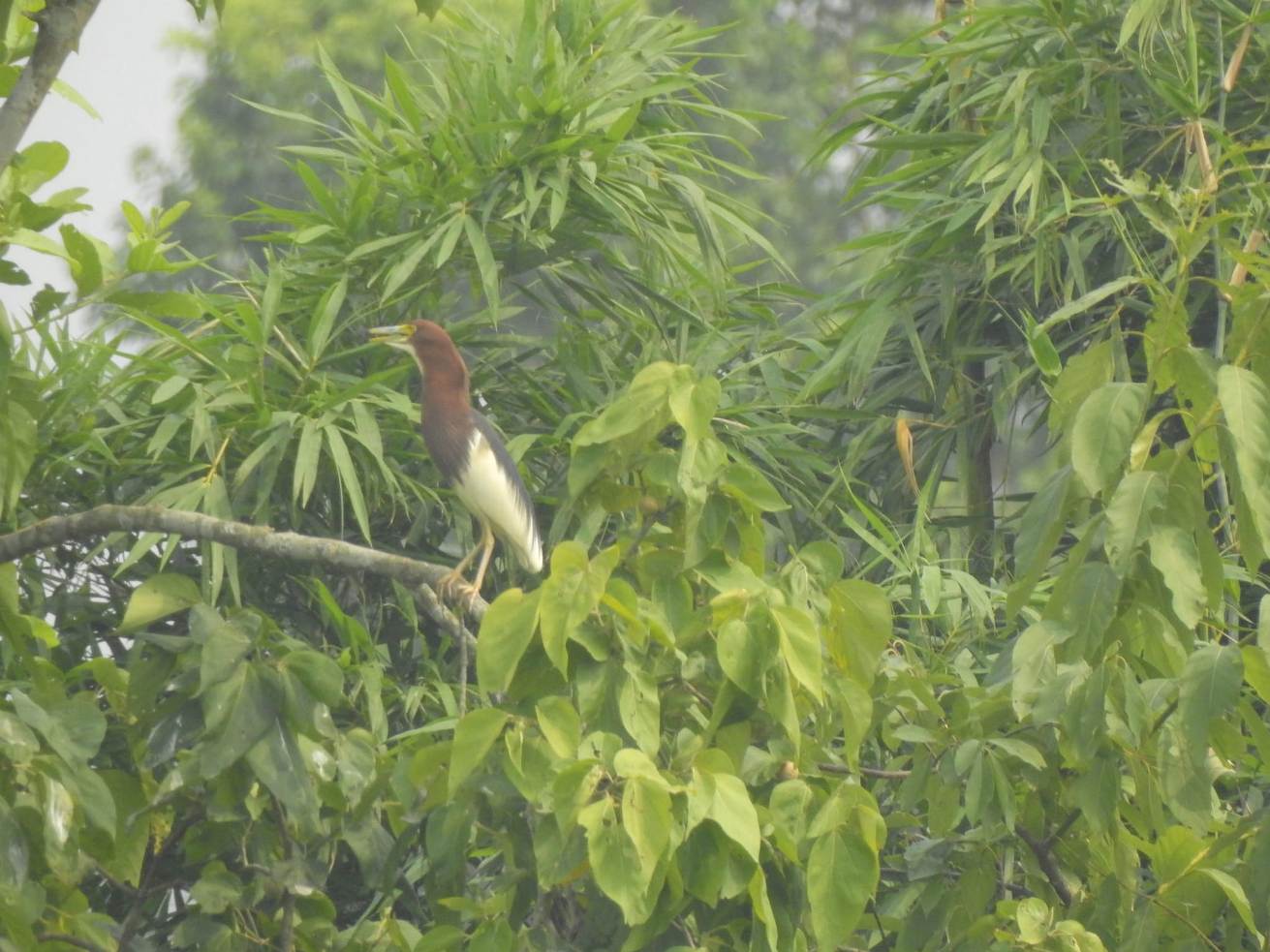 नयाँ चरा