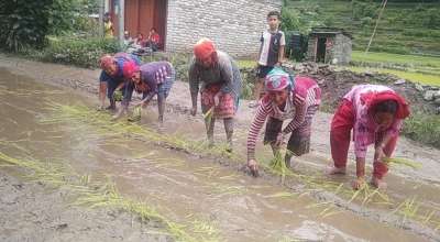 सडकमा गरियो धान रोपाइँ