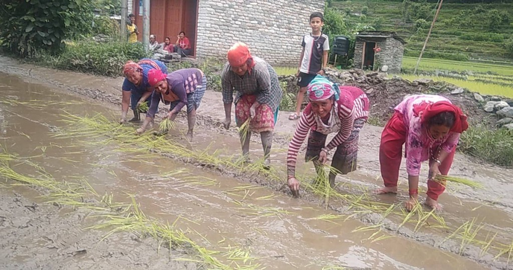 सडकमा गरियो धान रोपाइँ
