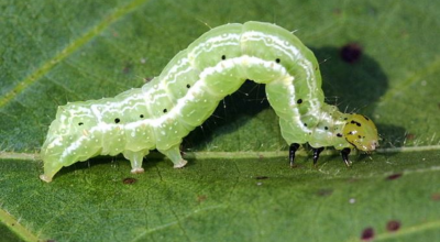 सेमिलोफर किरा