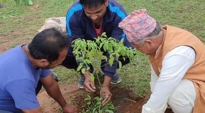 बृक्षारोपण