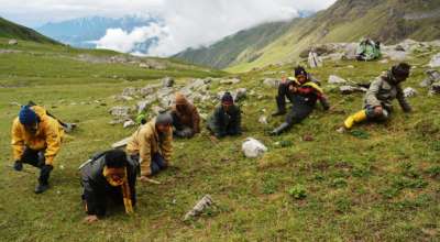 यार्सा उत्पादन