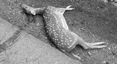 चित्तलको मृत्यु