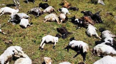 ५० बाख्रा मरे