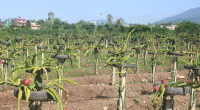 ड्रागन खेती