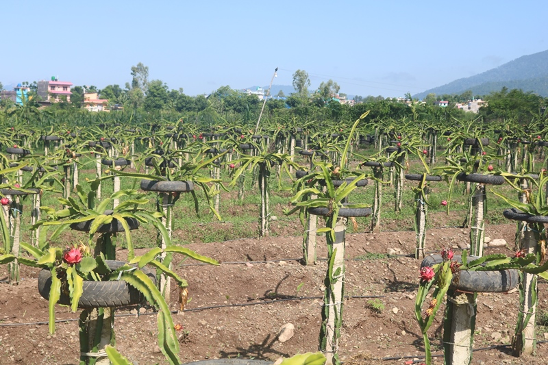 ड्रागन खेती