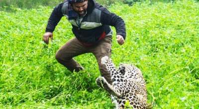चितुवाको आक्रमण