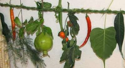 सिसेक्पा तङ्नाम