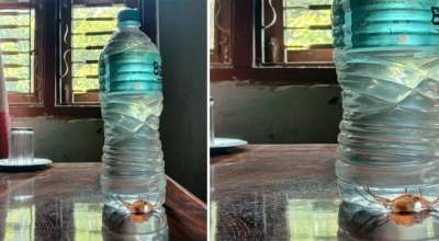 पानीको बोतलमै माकुरो