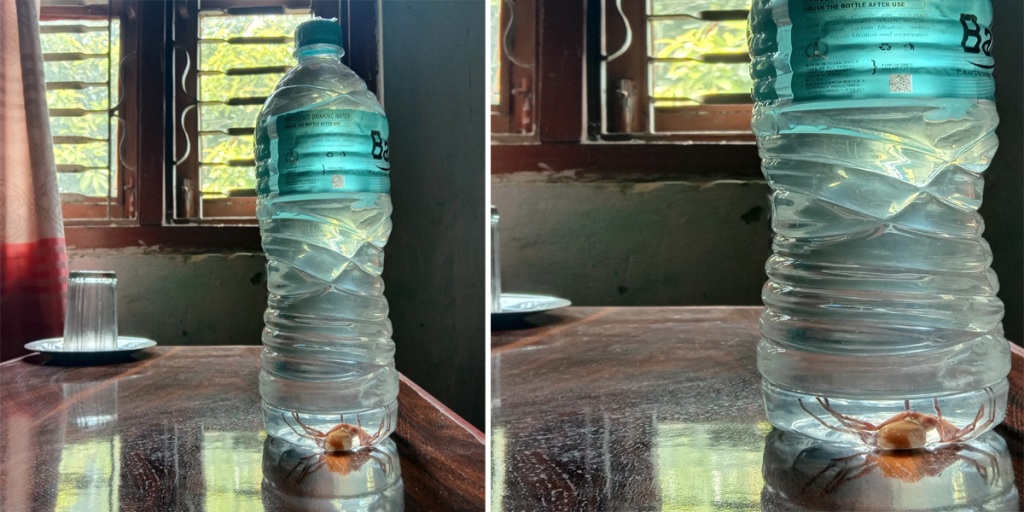 पानीको बोतलमै माकुरो