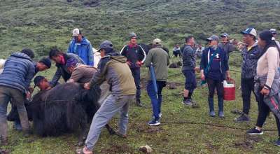 चौरी र याक