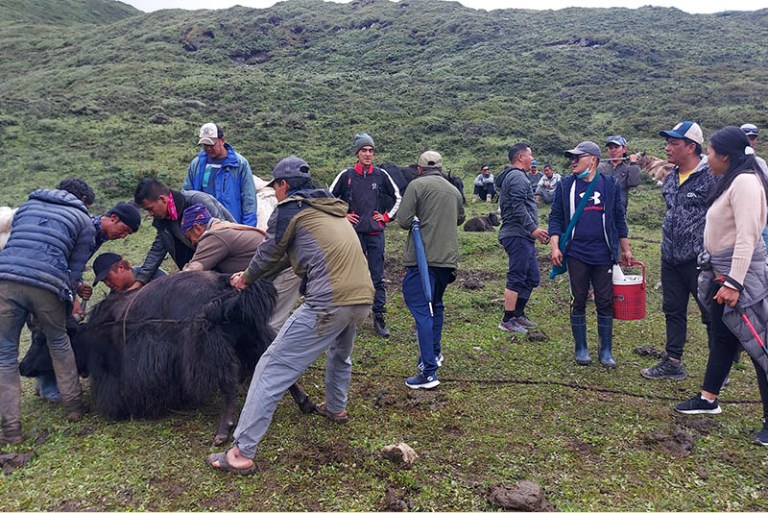 चौरी र याक
