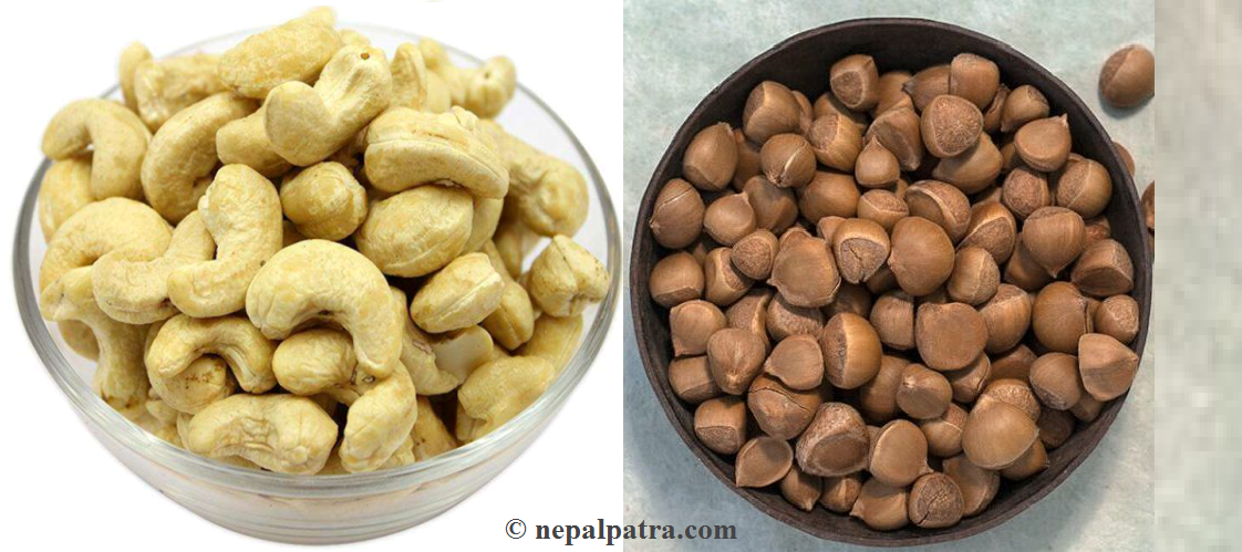 काजुदेखि कटुससम्म