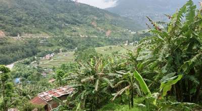 केरा खेती