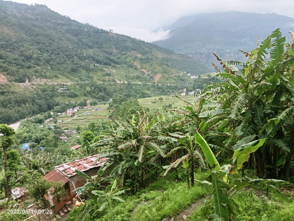 केरा खेती