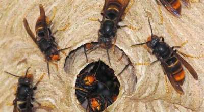 अरिङ्गाल