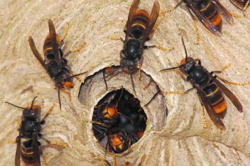 अरिङ्गाल