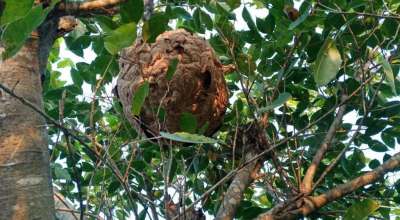 अरिङ्गालको टोकाइ