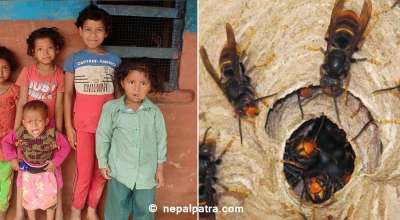 अरिङ्गालको टोकाइबाट बुबाको मृत्युपछि ६ बालबालिकाको बिचल्ली