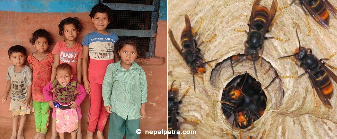 अरिङ्गालको टोकाइबाट बुबाको मृत्युपछि ६ बालबालिकाको बिचल्ली