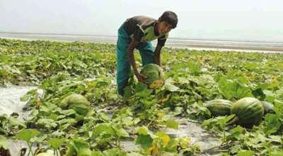 बगर खेती