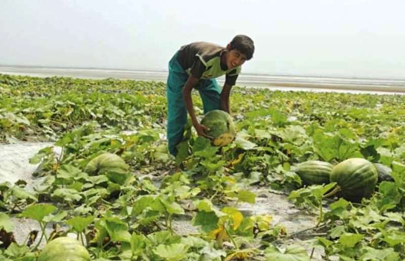 बगर खेती