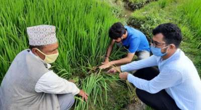 गवारोको समस्या