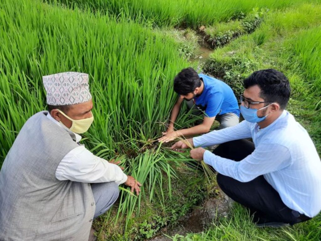 गवारोको समस्या