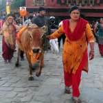 गाईजात्रा