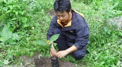 हर्क साम्पाङ बिरुवा रोप्दै