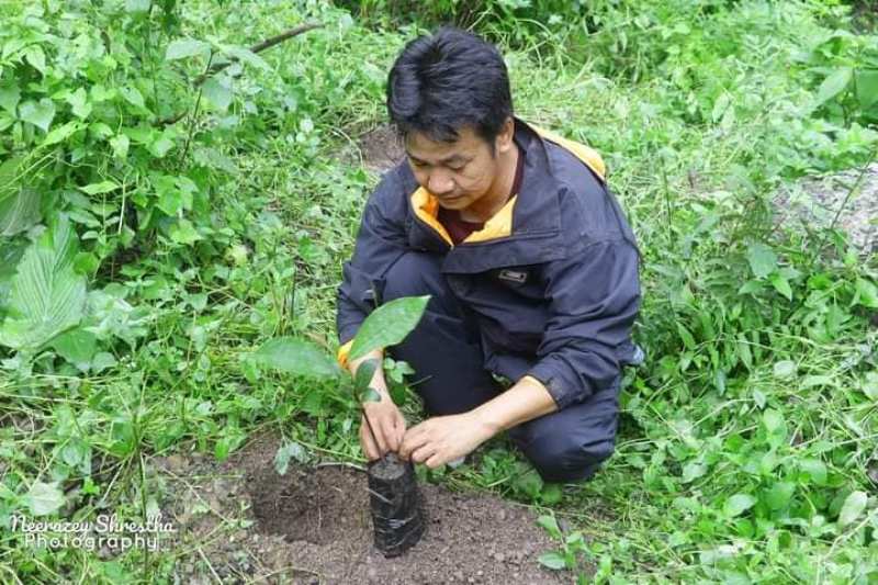 हर्क साम्पाङ बिरुवा रोप्दै