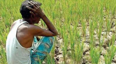 खडेरीको चिन्ताले पिरोलिदै किसान