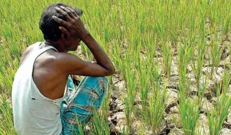 खडेरीको चिन्ताले पिरोलिदै किसान