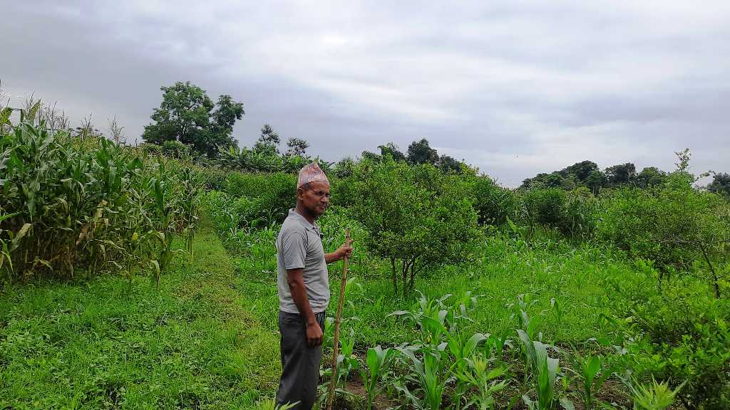 मीनबहादुर केसी कागती खेती दाङ