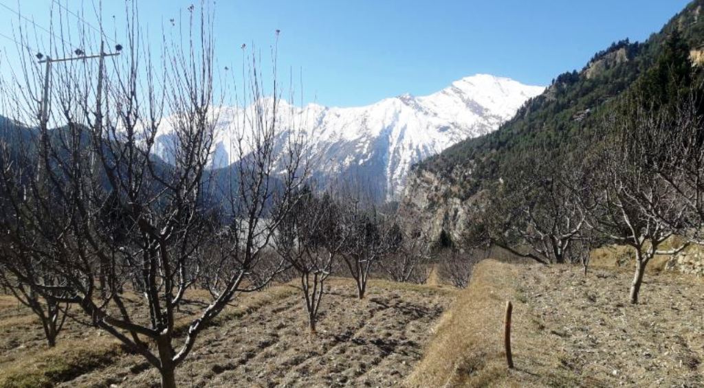 मुस्ताङ स्याउ खेती