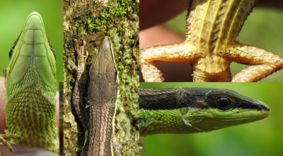 सिक्किम छेपारो