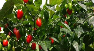 भोजपुरको अकबरे खुर्सानी