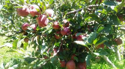 मुस्ताङको स्याउ