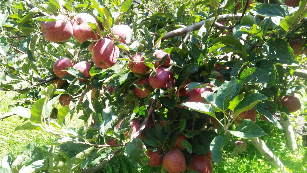 मुस्ताङको स्याउ