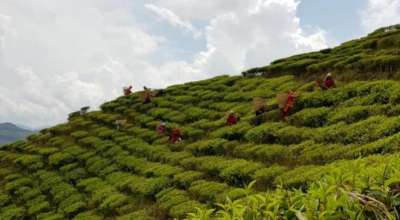 ल्वाङ गाउँको चियाबारी