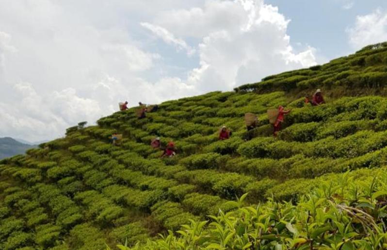 ल्वाङ गाउँको चियाबारी